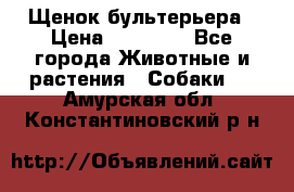 Щенок бультерьера › Цена ­ 35 000 - Все города Животные и растения » Собаки   . Амурская обл.,Константиновский р-н